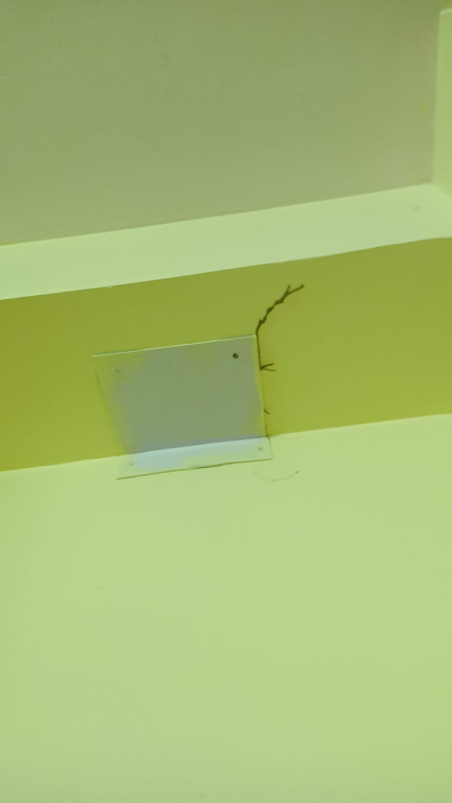 Pest Inspection